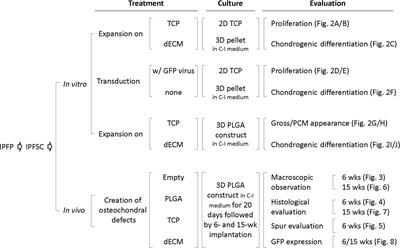 Unfavorable Contribution of a Tissue-Engineering Cartilage Graft to Osteochondral Defect Repair in Young Rabbits